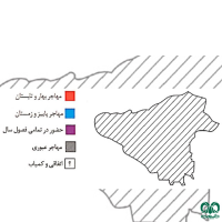 گونه عقاب طلایی Golden Eagle